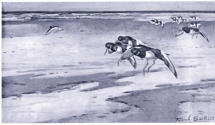 Oystercatchers